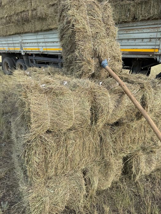 Продам сено тюках житняк