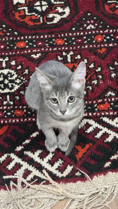 Котенок 4-х месячный, паспорт здоровья имеется