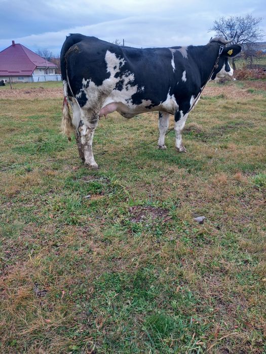 De vânzare junca la prima fătare