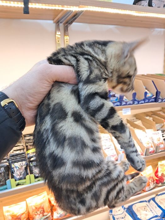 Кошка порода бенгал чистокровная