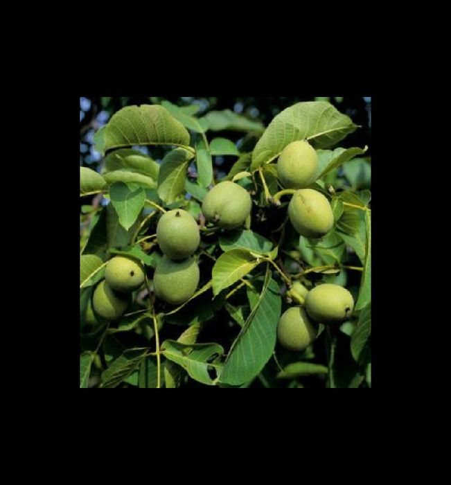 Puieti de Nuci altoiti