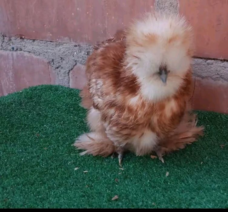 Шолк хурозлар бор сотилади