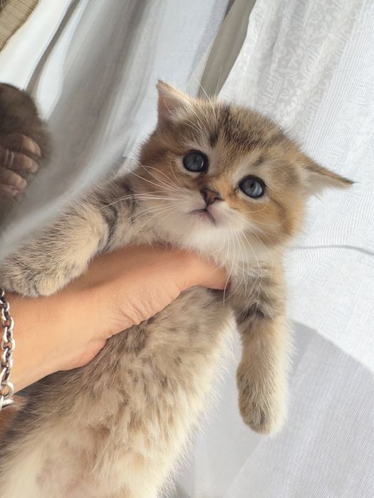 Продается котенок
