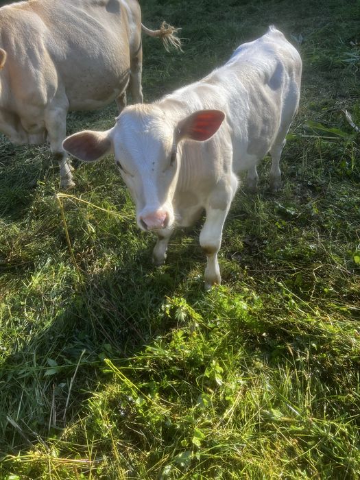 Vand vitel Poiana Buchin