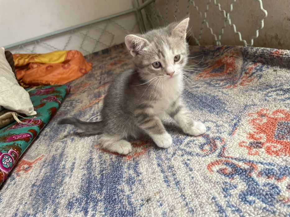 Котёнок шотландский скоттиш страйт