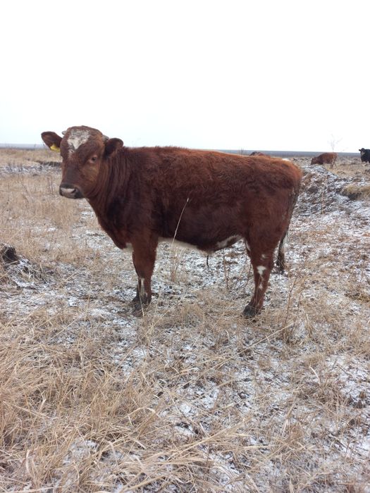 Бычка и тёлку...