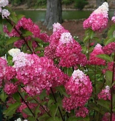 Hortensia Paniculata la ghiveci roz și alba