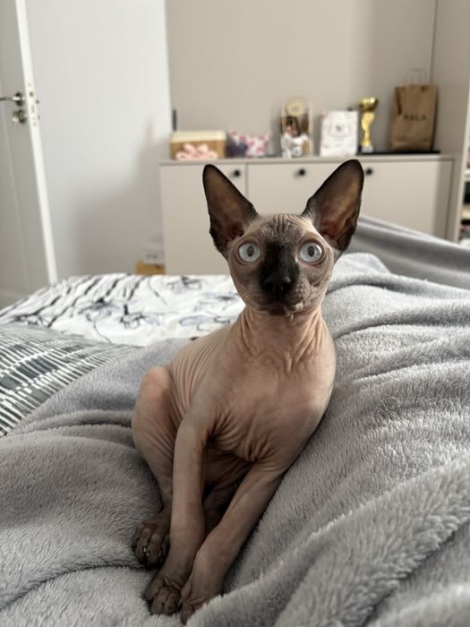 Pisica sphynx baietel