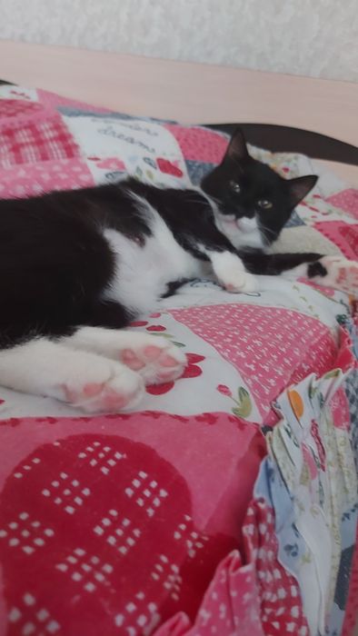 Кошечка ищет дом и добрые заботливые ручки  брали на передержку