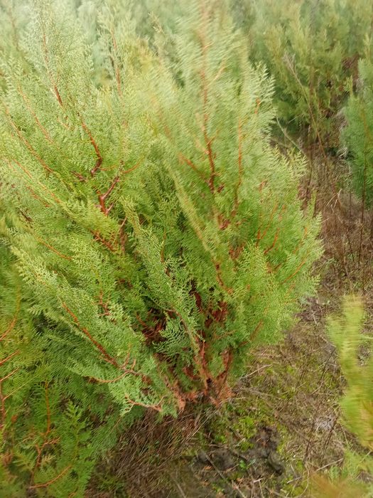 Tuia de vânzare  sunt îbracații și mai mult detalii la telefon