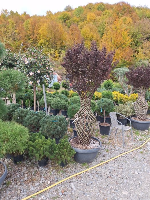 Vând plante ornamentale tuia spiral măslin palmieri mestecân  tuia  li