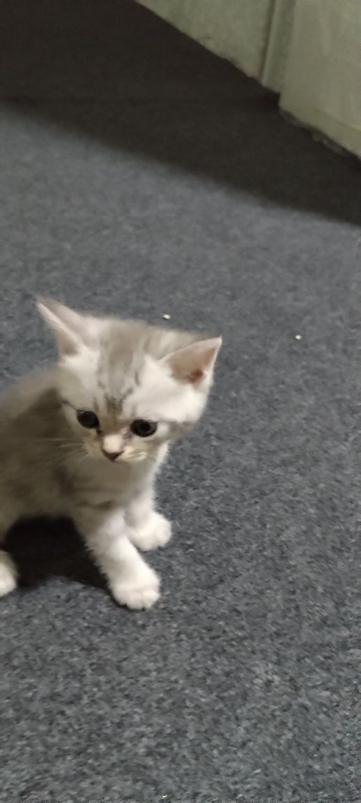 Продам котят от правильной вязки