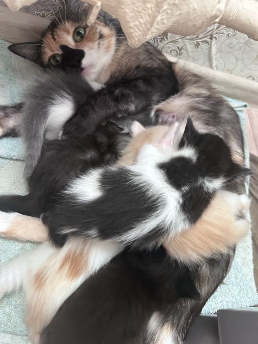 Отдам котят в добрые руки