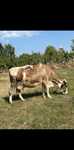 Vand vaca simmental