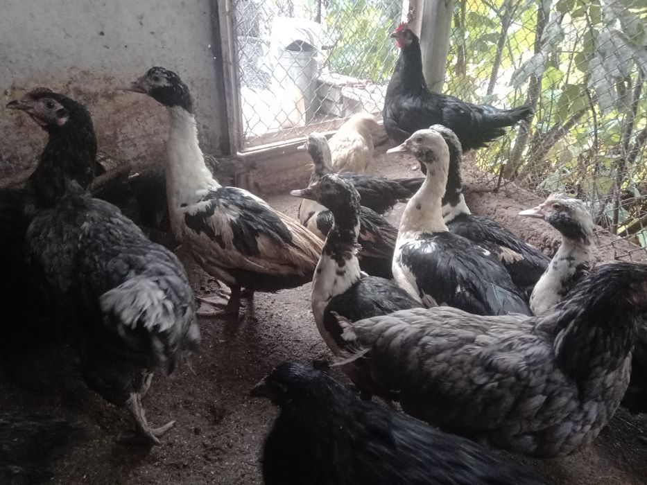 Неми(мускусни)патици на 6,5месеца