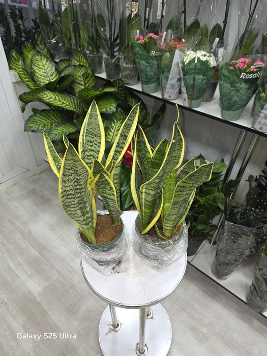 Продается Сансевиерия