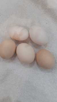 Яйца инкубационные от кур