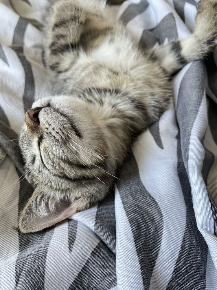 Отдам котёнка в хорошие руки