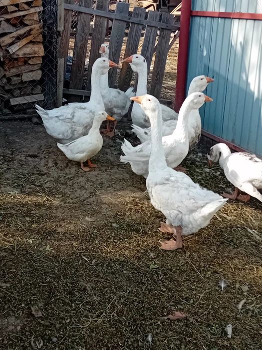 De vanzare rate cu mot si boboci de gasca metis de holmogor F3.