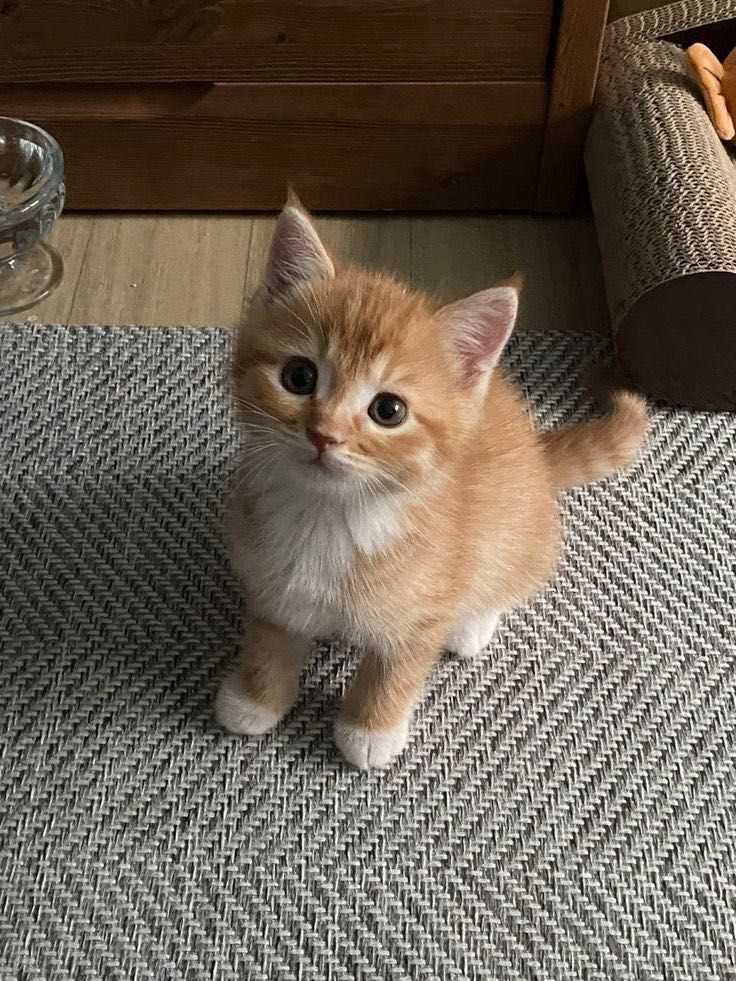 Отдам котят в добрые руки!