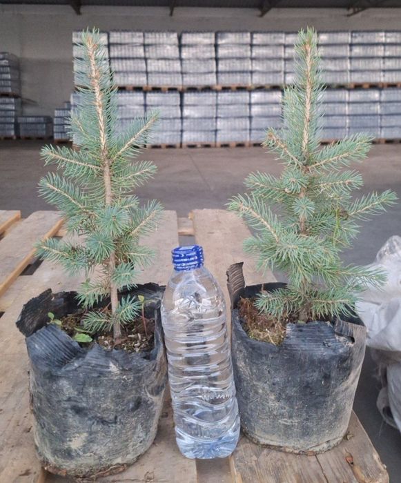 Голубой Ель.  Ель колючая Костер (Picea pungens Koster)