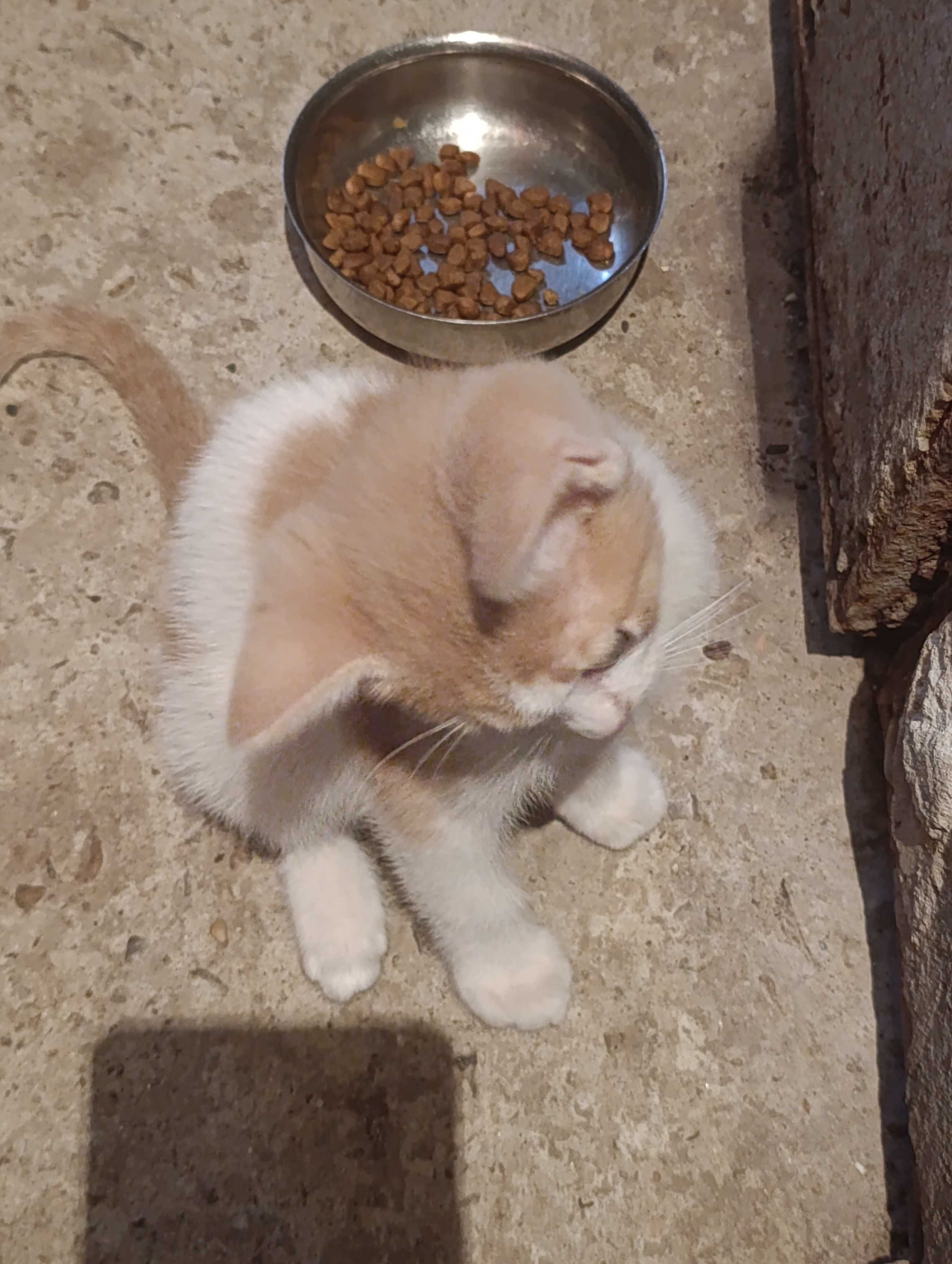 Котенце за осиновяване