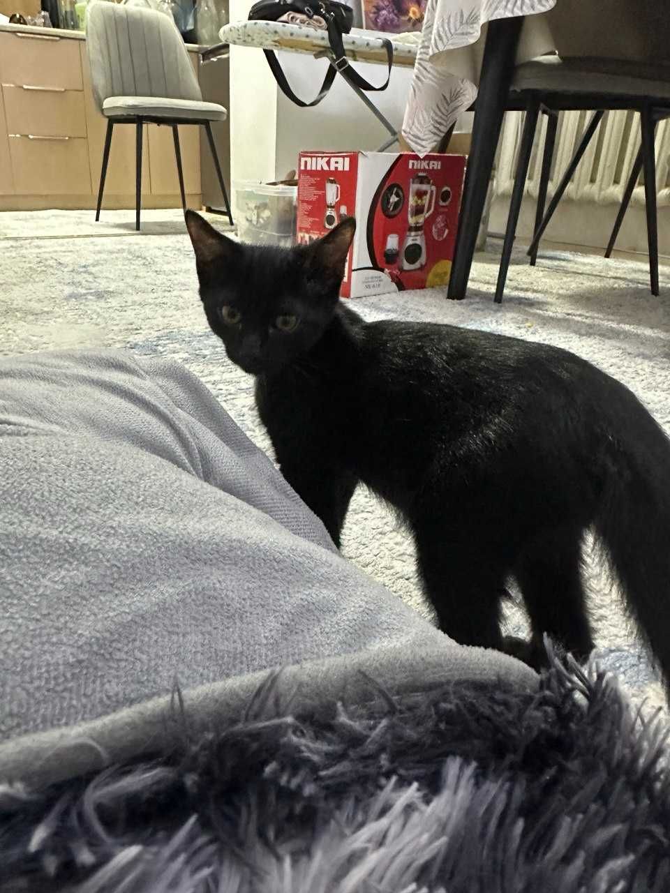 Отдаю котят/щенят хорошие руки