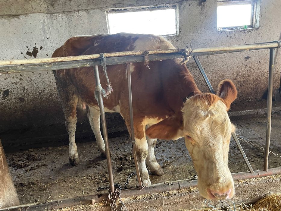 Всякакви селско стопански животни