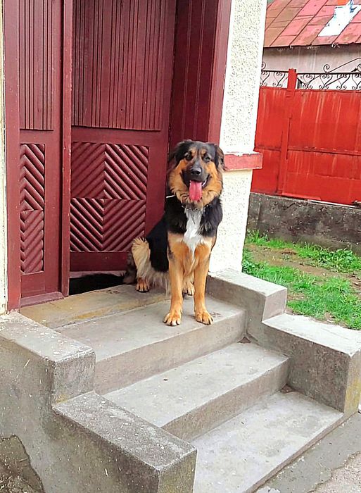 Donez ciobănesc german