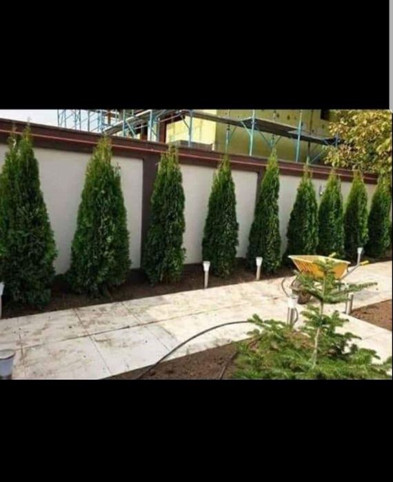 Thuja smaragd 2m+