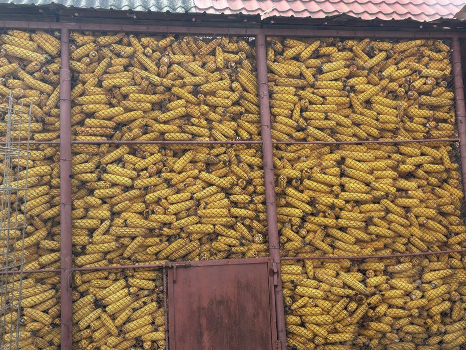 Porumb recolta anul 2025