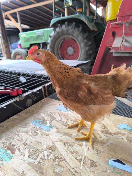 Vand cocosi Australorp, New hampshire, Plymouth, Legbar, Araucana