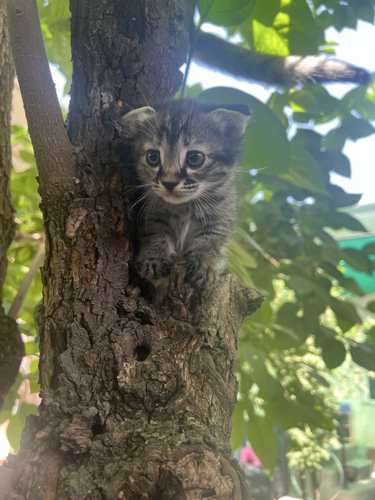 Продам котят веслаухие