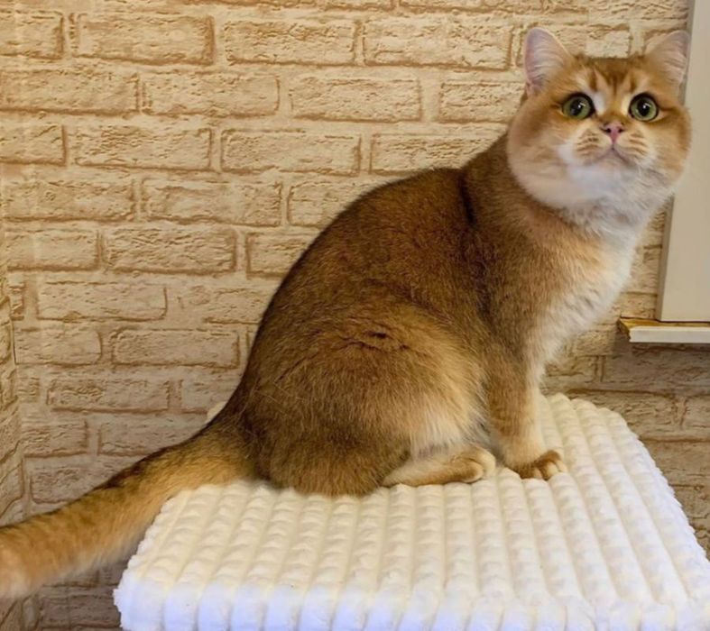 Продаётся котята шиншилла