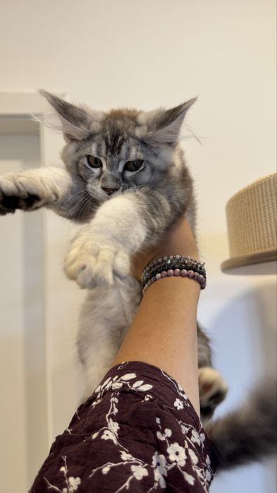 Femela Maine Coon talie gigant