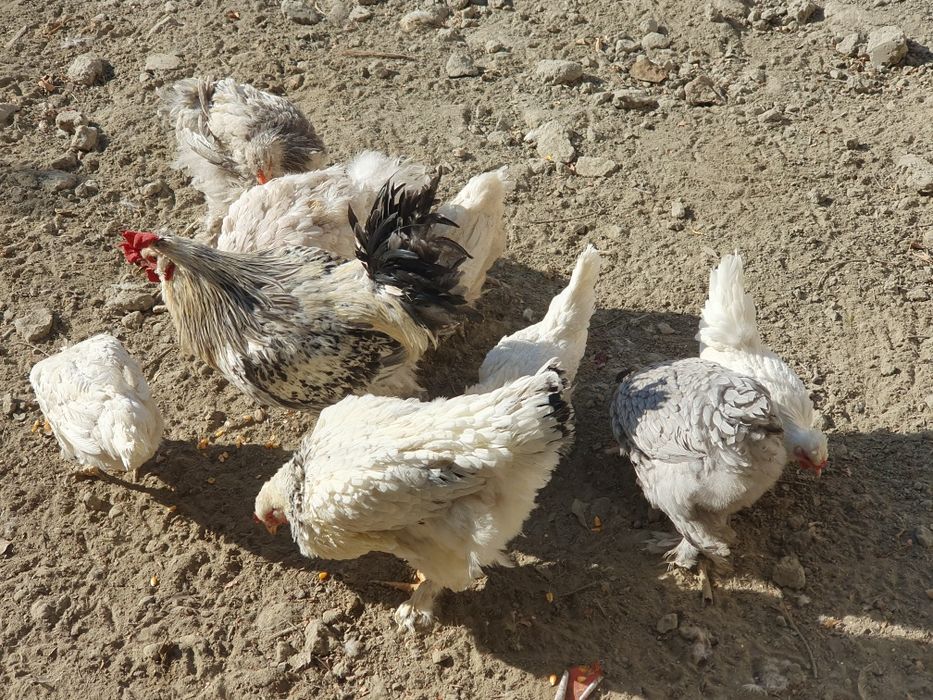 Tovuqlar кури товуклар 1 ёшар АРЗОН Геофизикада