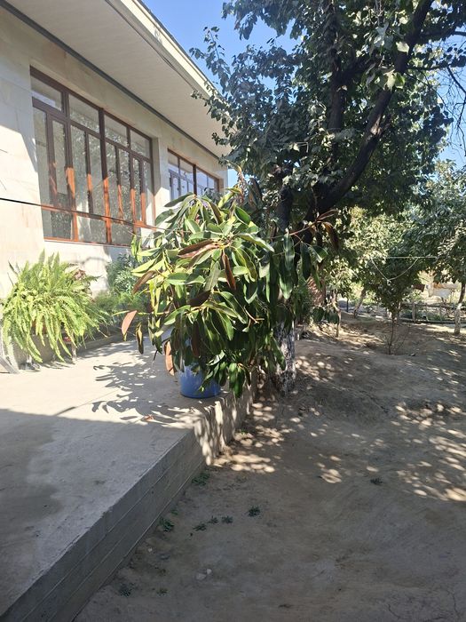 Gul sotiladi ofis ishxonalarga