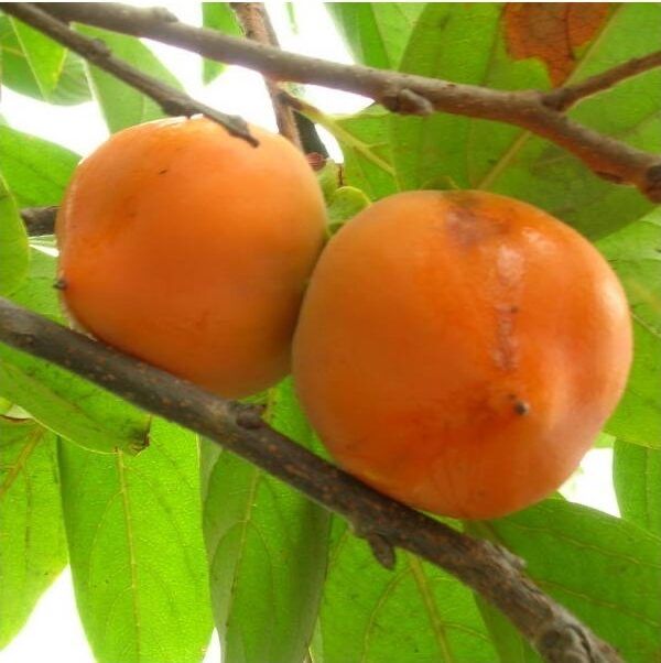Kaki vanilla gustos