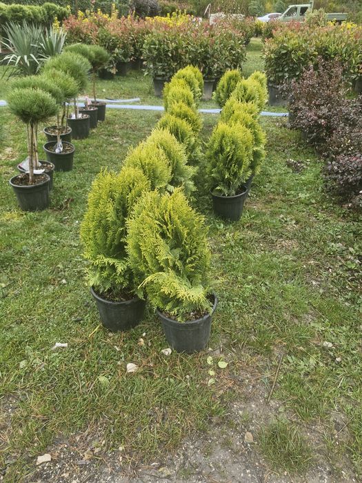 Tuia leylandii super oferta