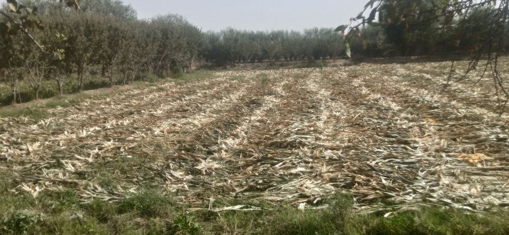 Yer arendaga beriladi 3yil muddatga narxi 20 milion sum