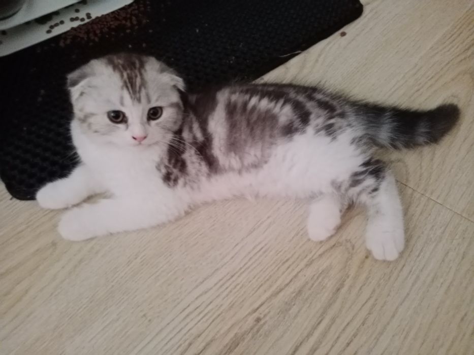 Роскошные котята Скоттиш Фолд