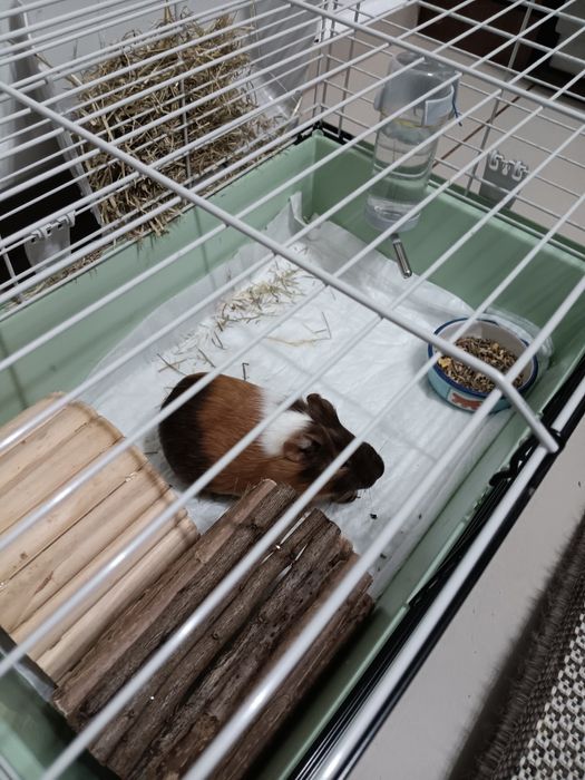 Porcușor de guineea