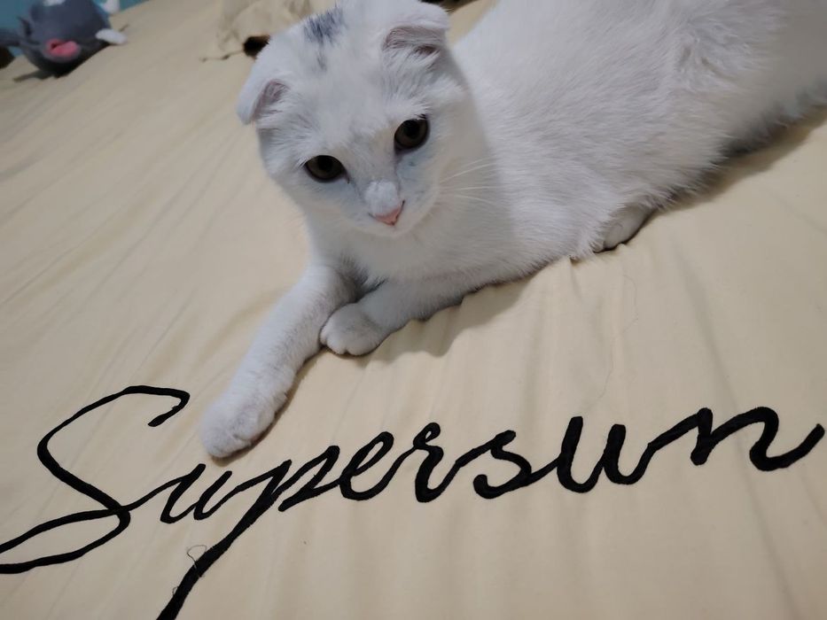 Mushuk scottish fold