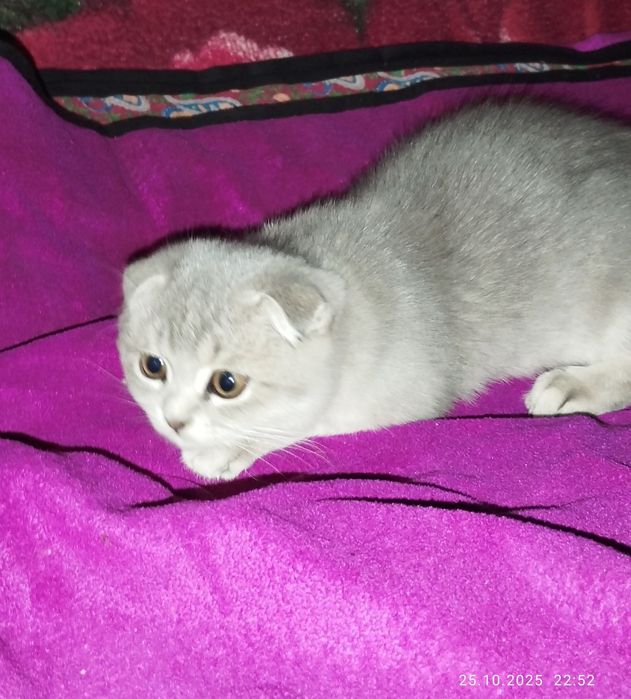 Shatlaniskaya mushuk