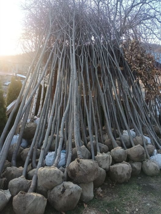 Mesteacăn Tei platani