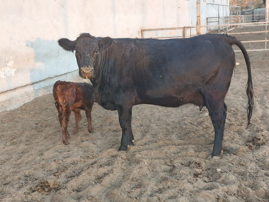 она бола ангус биринчи қорин