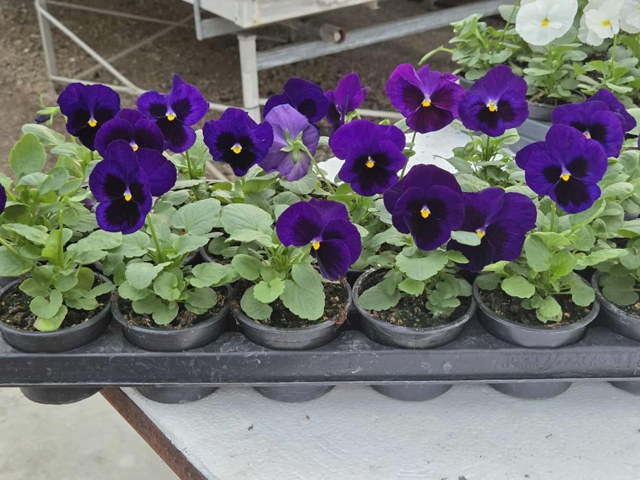Теменужки (viola)
