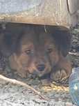 catelusi talie mica spre adoptie