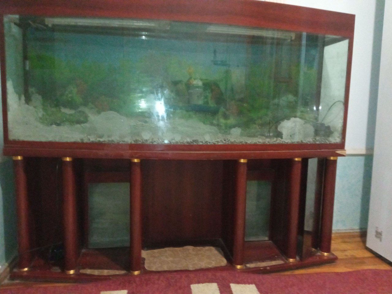 Akvarum holati yaxshi