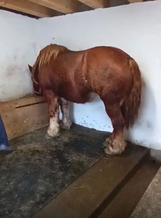 Se vinde mânz si doua iepe